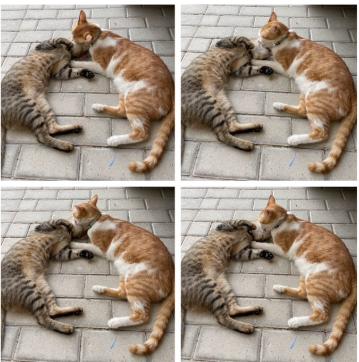 Bruno & Scooter, ADOPTABLE, Young Male Domestic Short Hair.