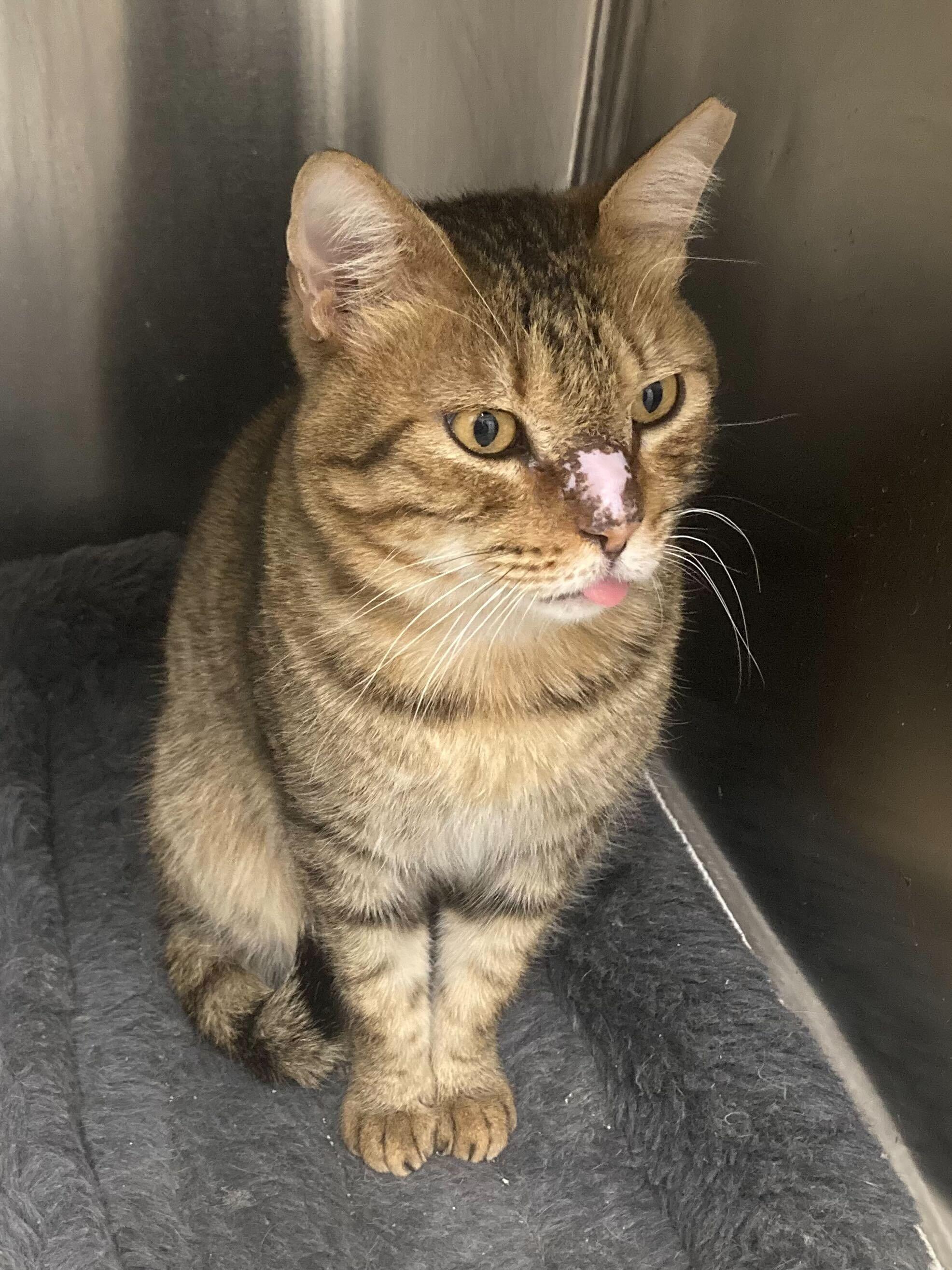 Enlarge Bruno & Scootie, a ADOPTABLE Domestic Short Hair in Waltham, MA image 5/6