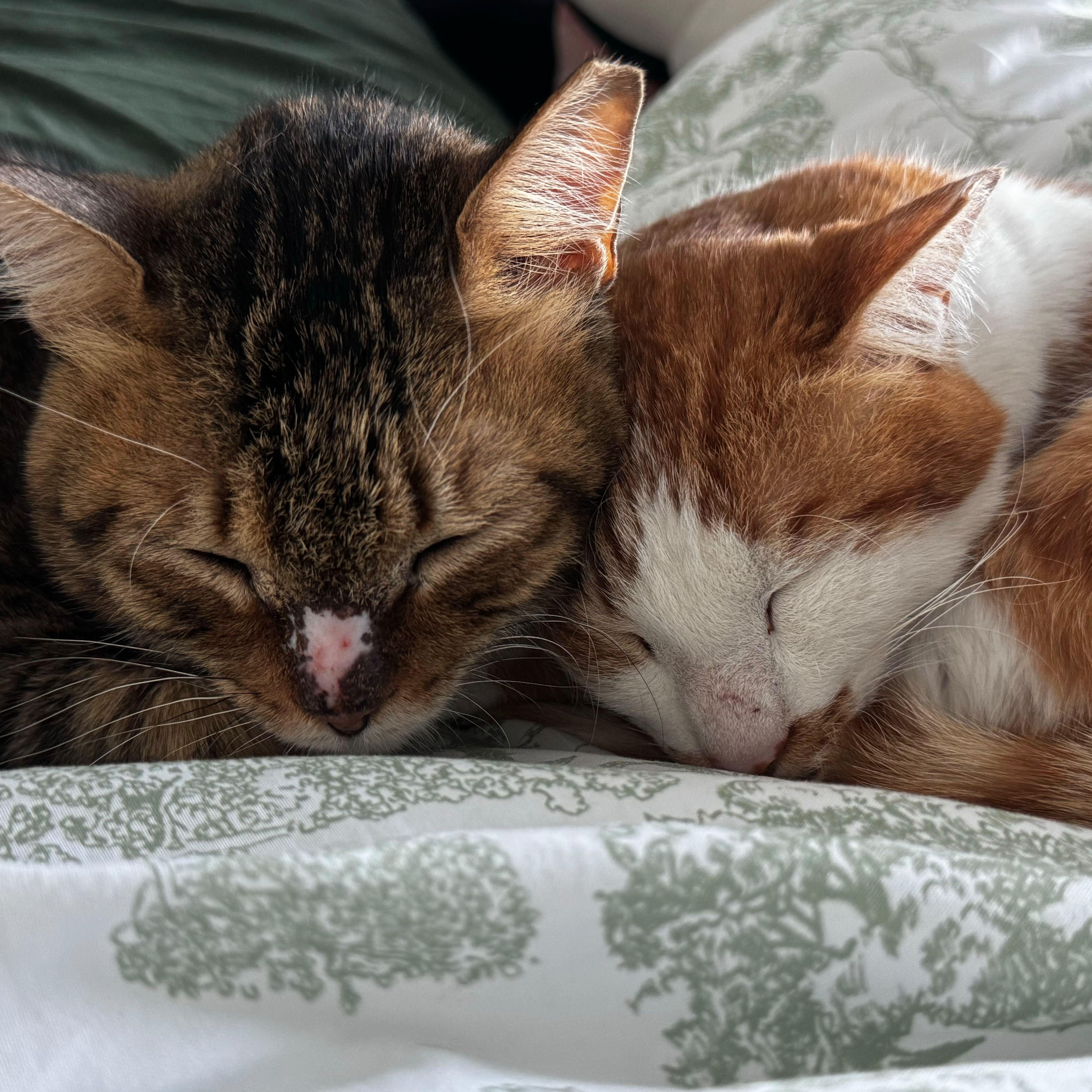 Enlarge Bruno & Scootie, a ADOPTABLE Domestic Short Hair in Waltham, MA image 6/6