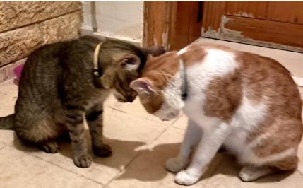 Enlarge Bruno & Scooter, a ADOPTABLE Domestic Short Hair in Waltham, MA image 2/6