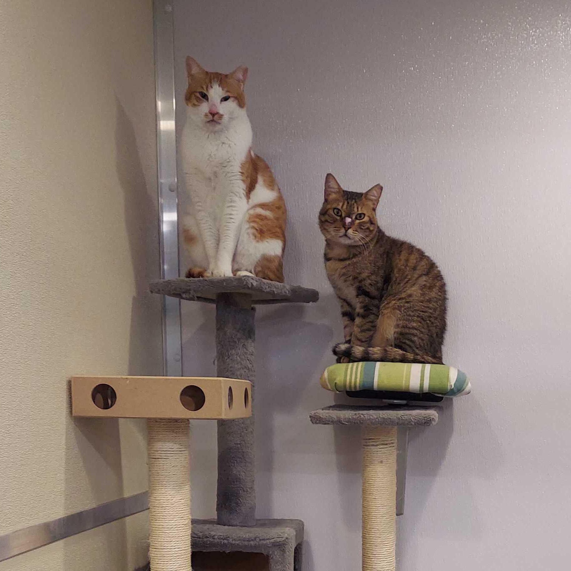 Enlarge Bruno & Scootie, a ADOPTABLE Domestic Short Hair in Waltham, MA image 4/6