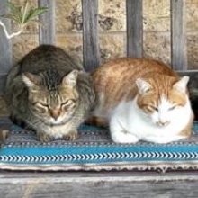 Enlarge Bruno & Scooter, a ADOPTABLE Domestic Short Hair in Waltham, MA image 3/6