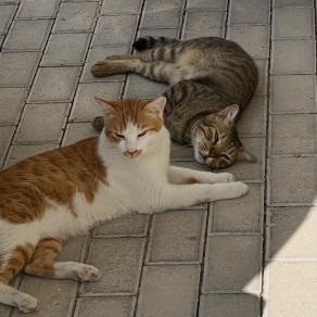 Enlarge Bruno & Scooter, a ADOPTABLE Domestic Short Hair in Waltham, MA image 4/6