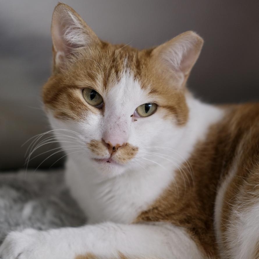 Enlarge Bruno & Scootie, a ADOPTABLE Domestic Short Hair in Waltham, MA image 3/6