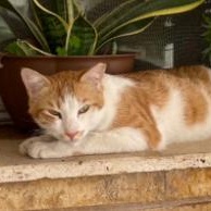 Enlarge Bruno & Scooter, a ADOPTABLE Domestic Short Hair in Waltham, MA image 5/6