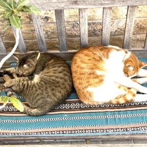 Enlarge Bruno & Scooter, a ADOPTABLE Domestic Short Hair in Waltham, MA image 6/6