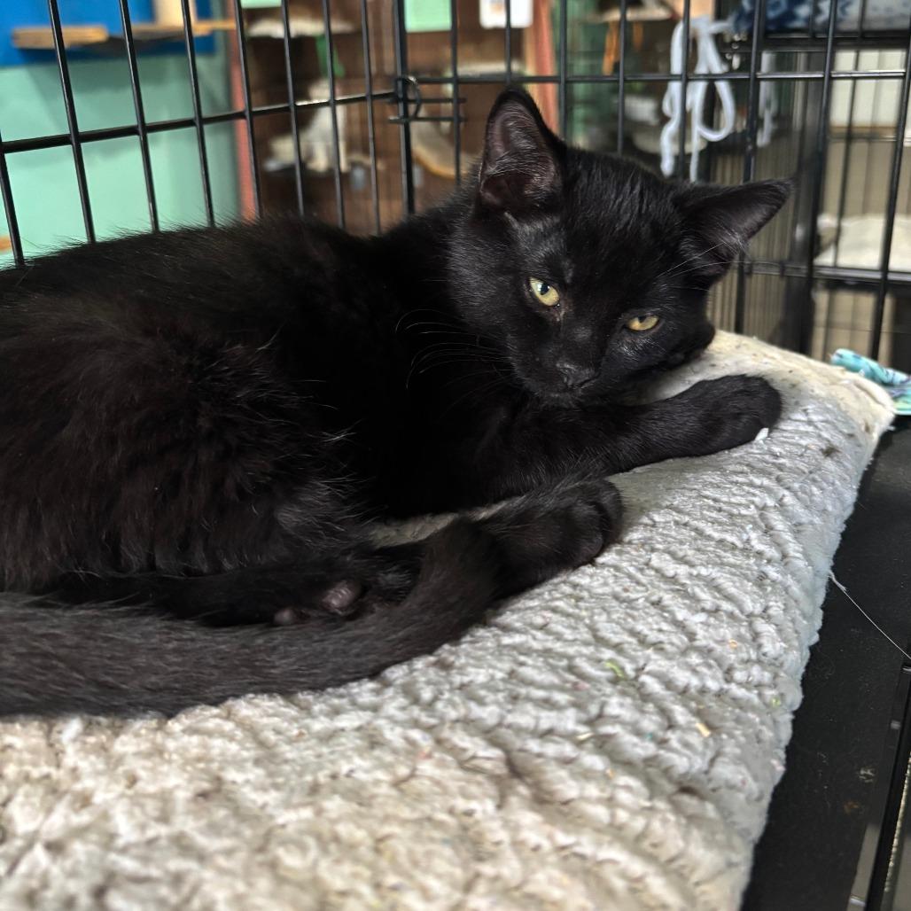 Enlarge Narwhal, a Adoptable Domestic Short Hair in Marion, VA image 1/3