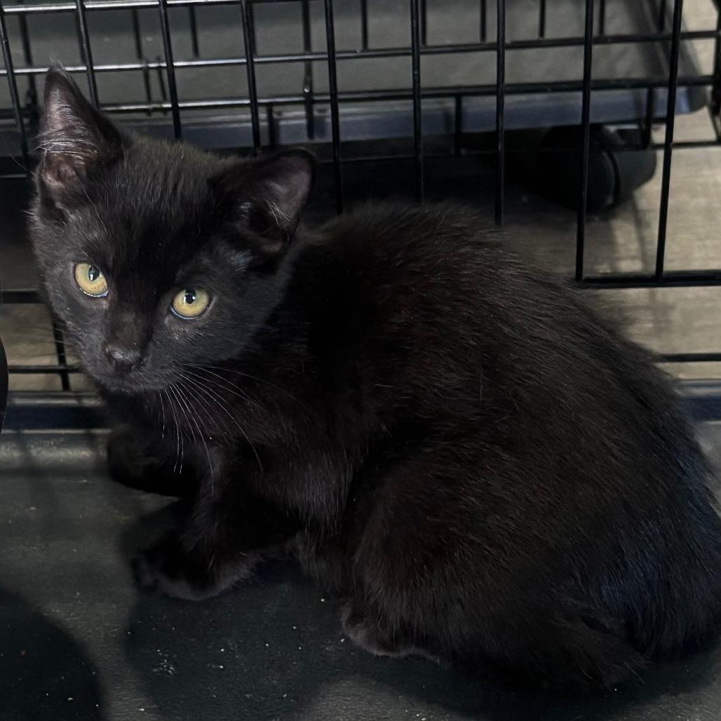 Enlarge Narwhal, a Adoptable Domestic Short Hair in Marion, VA image 2/3