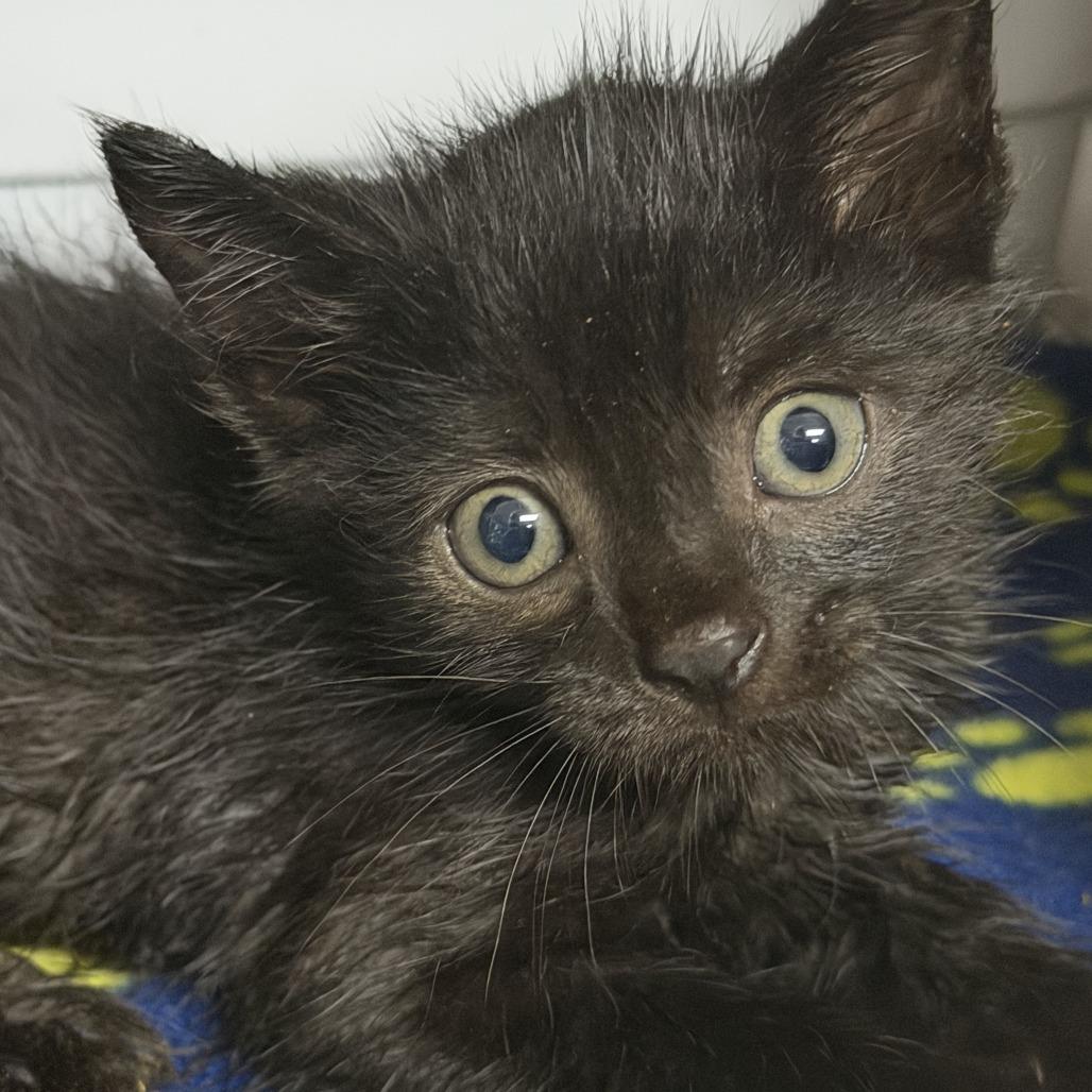 Enlarge Narwhal, a Adoptable Domestic Short Hair in Marion, VA image 3/3