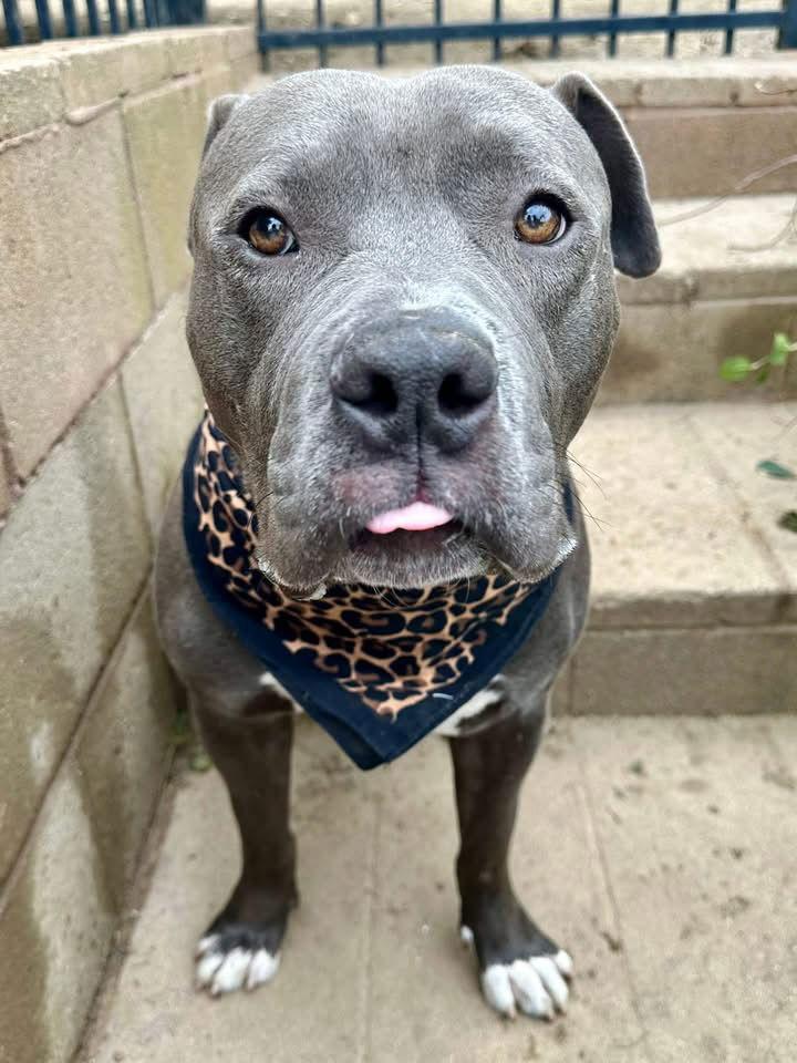 Enlarge Larry, a Adoptable American Staffordshire Terrier in Redlands, CA image 2/3