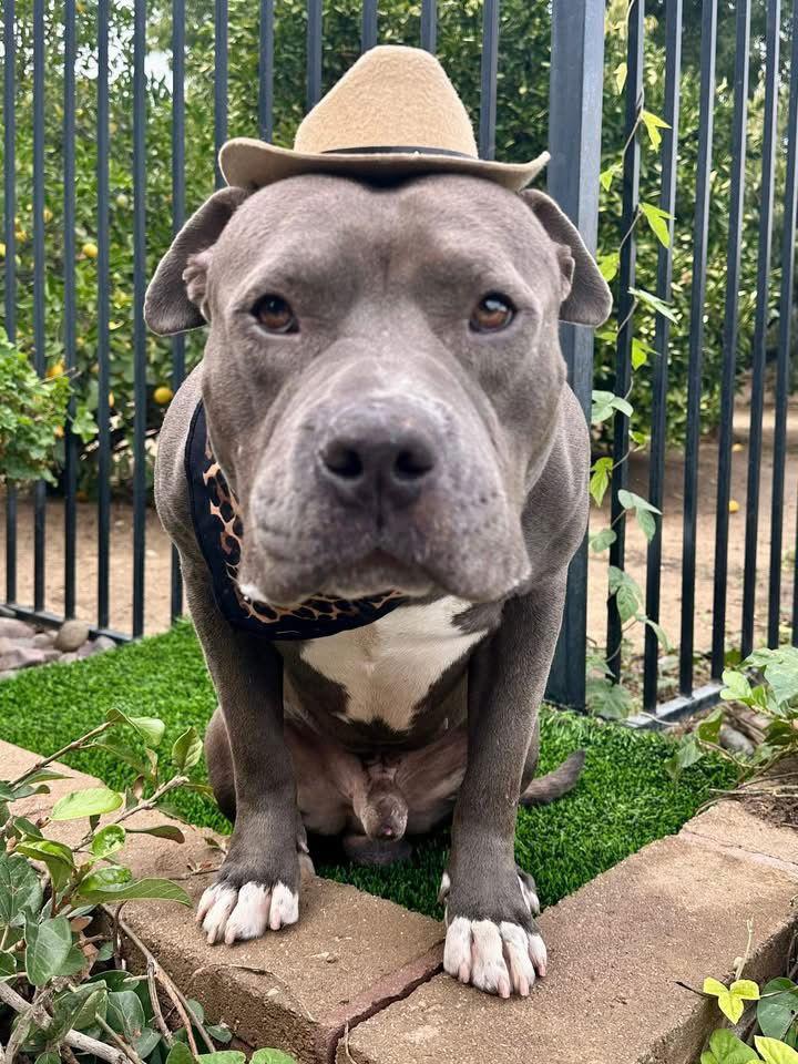 Enlarge Larry, a Adoptable American Staffordshire Terrier in Redlands, CA image 3/3