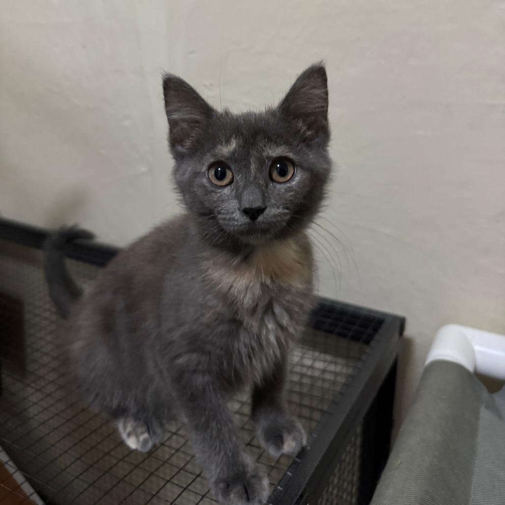 Pistachio, Adoptable, Young Female Domestic Short Hair.