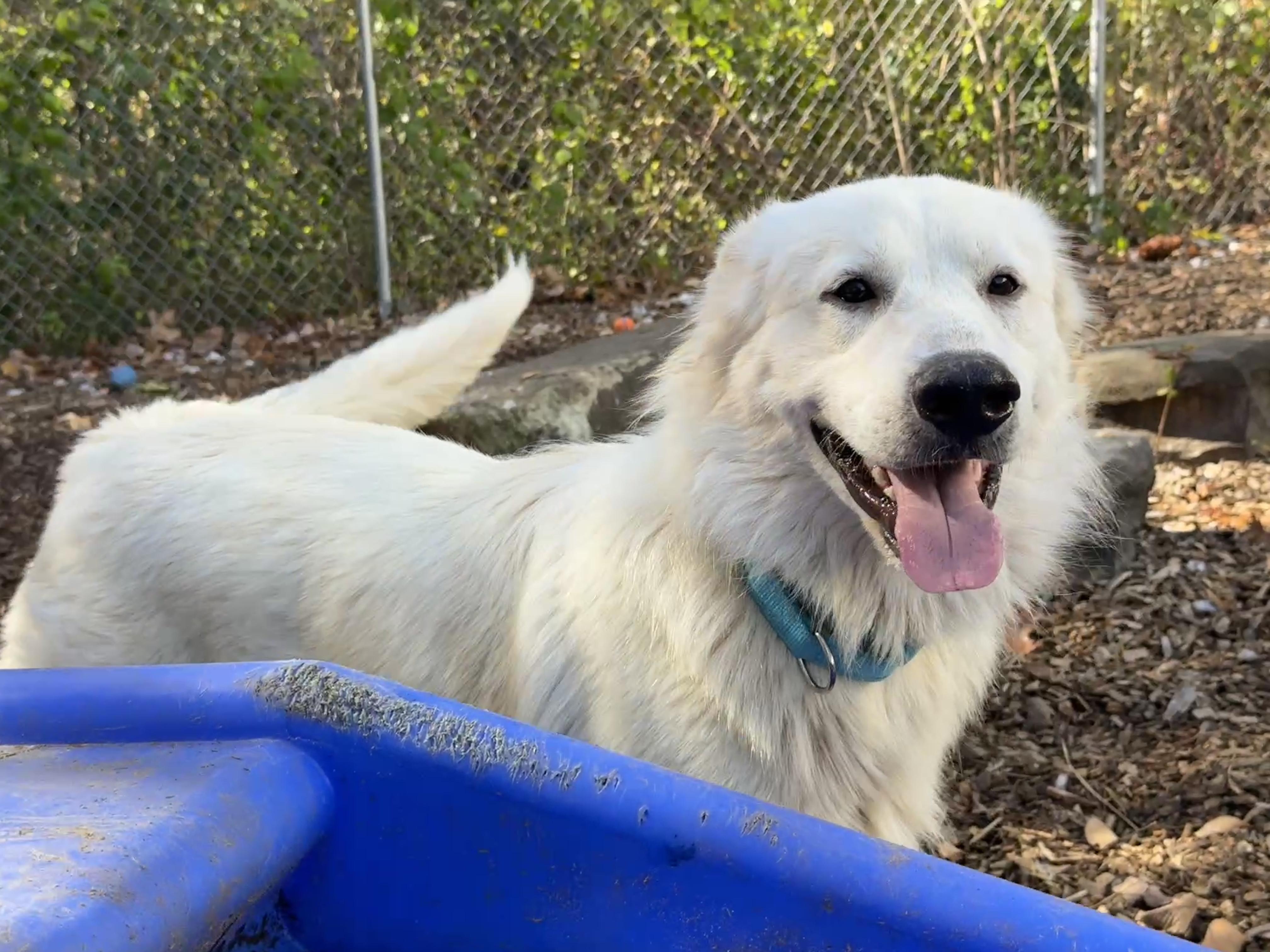 Enlarge Babushka, a Adoptable mixed breed in Sudbury, MA image 2/4