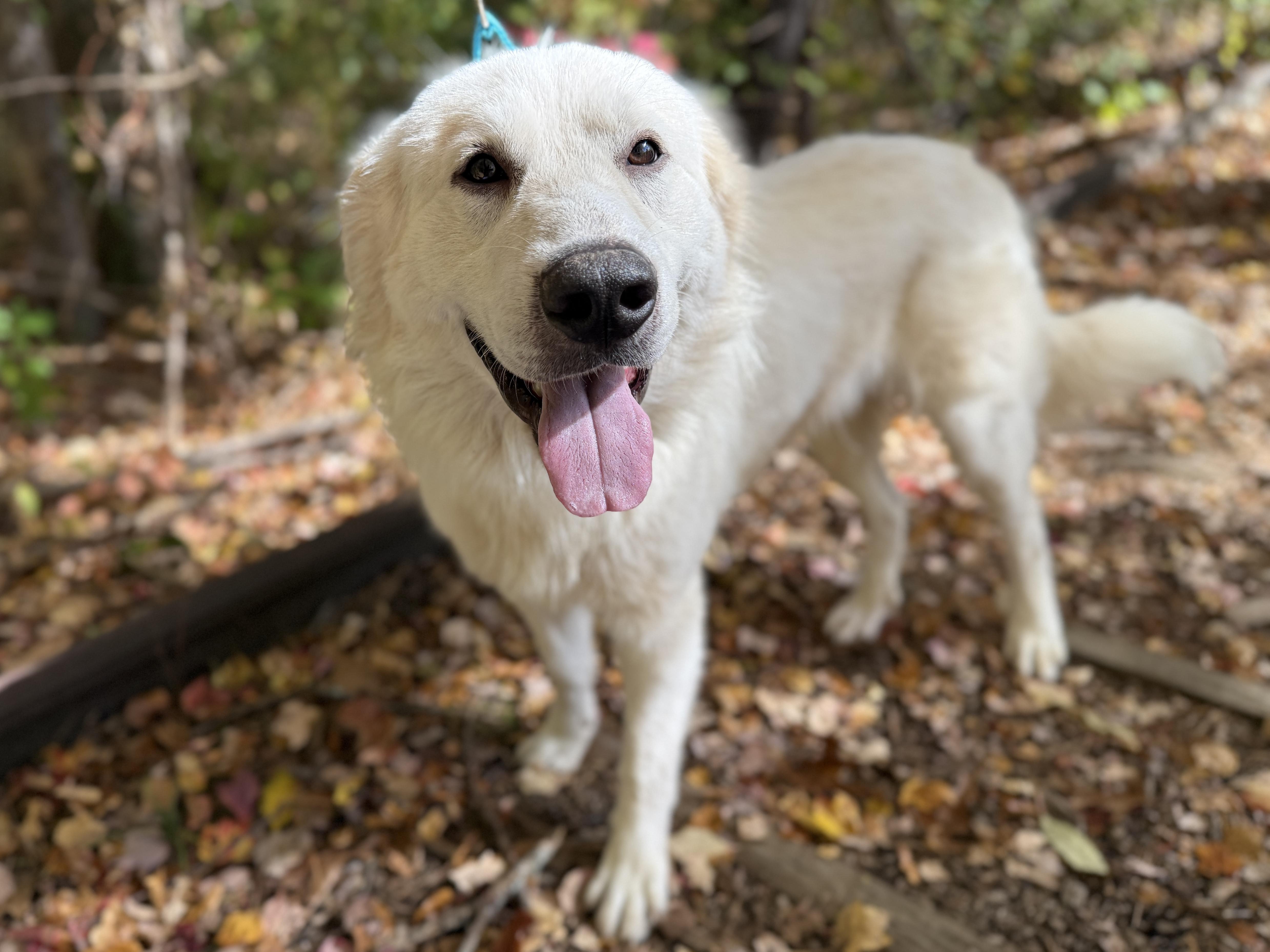 Enlarge Babushka, a Adoptable mixed breed in Sudbury, MA image 4/4