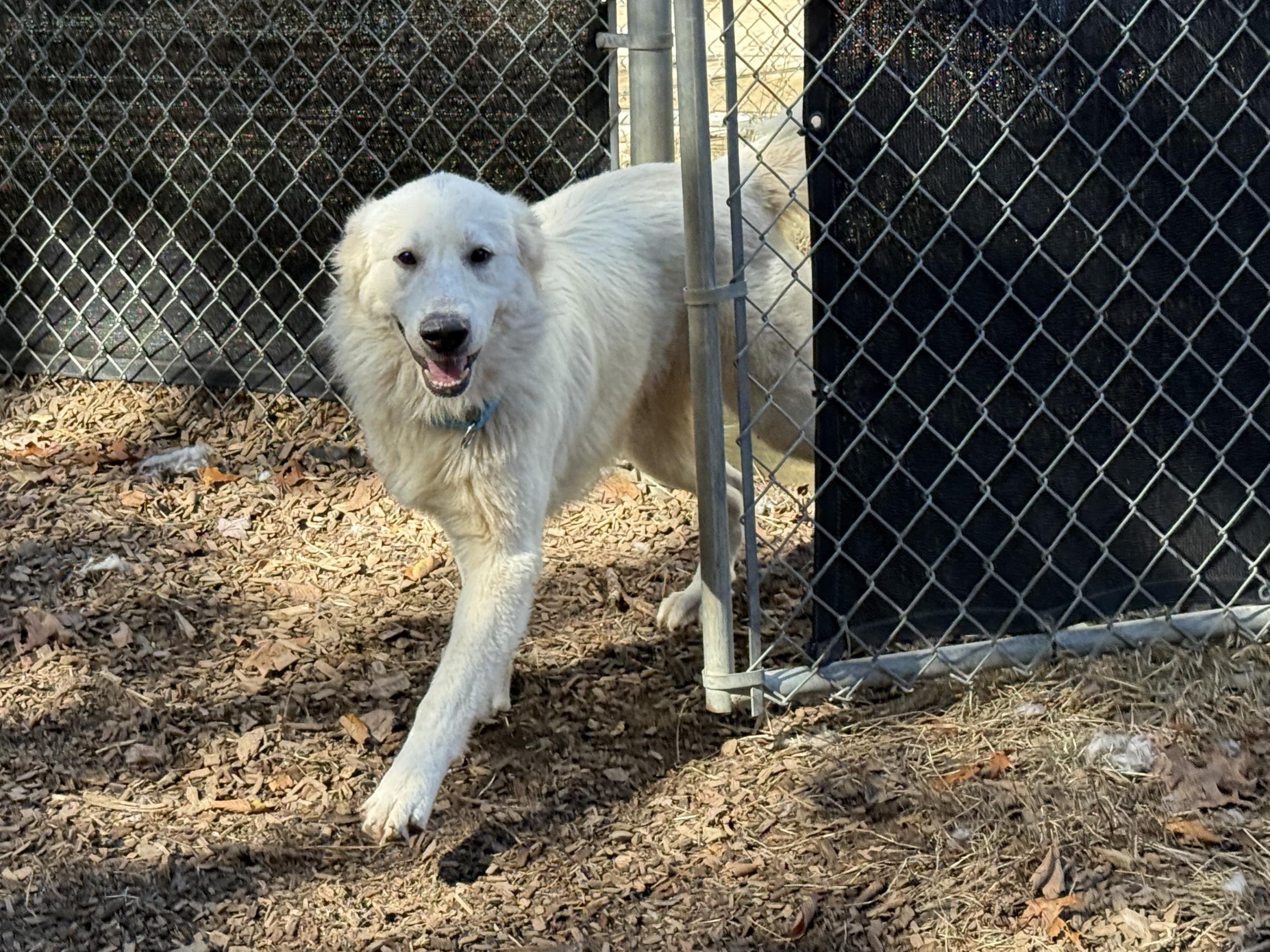 Babushka, Adoptable, Adult Male Great Pyrenees & Golden Retriever.