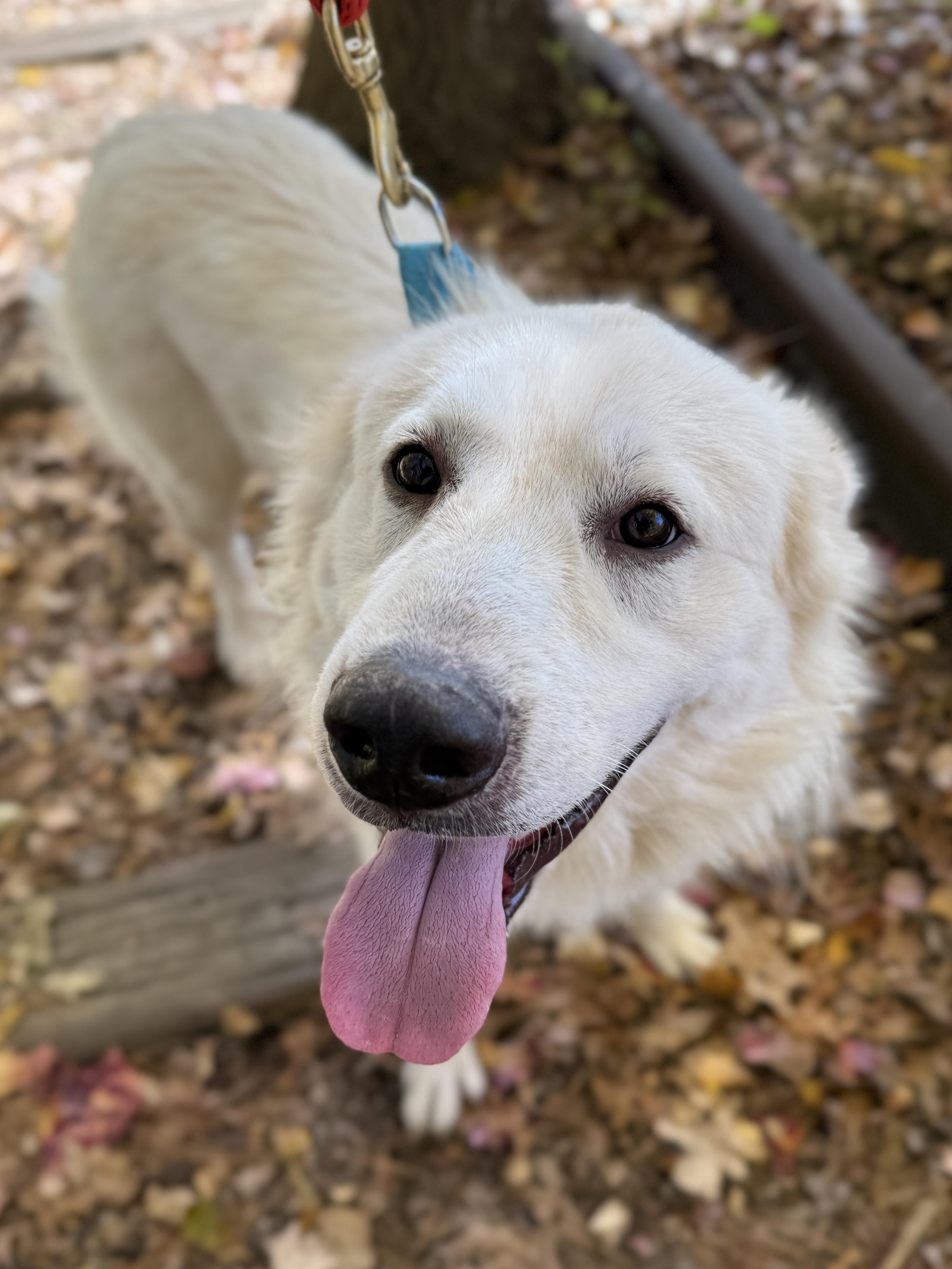 Enlarge Babushka, a Adoptable mixed breed in Sudbury, MA image 3/4