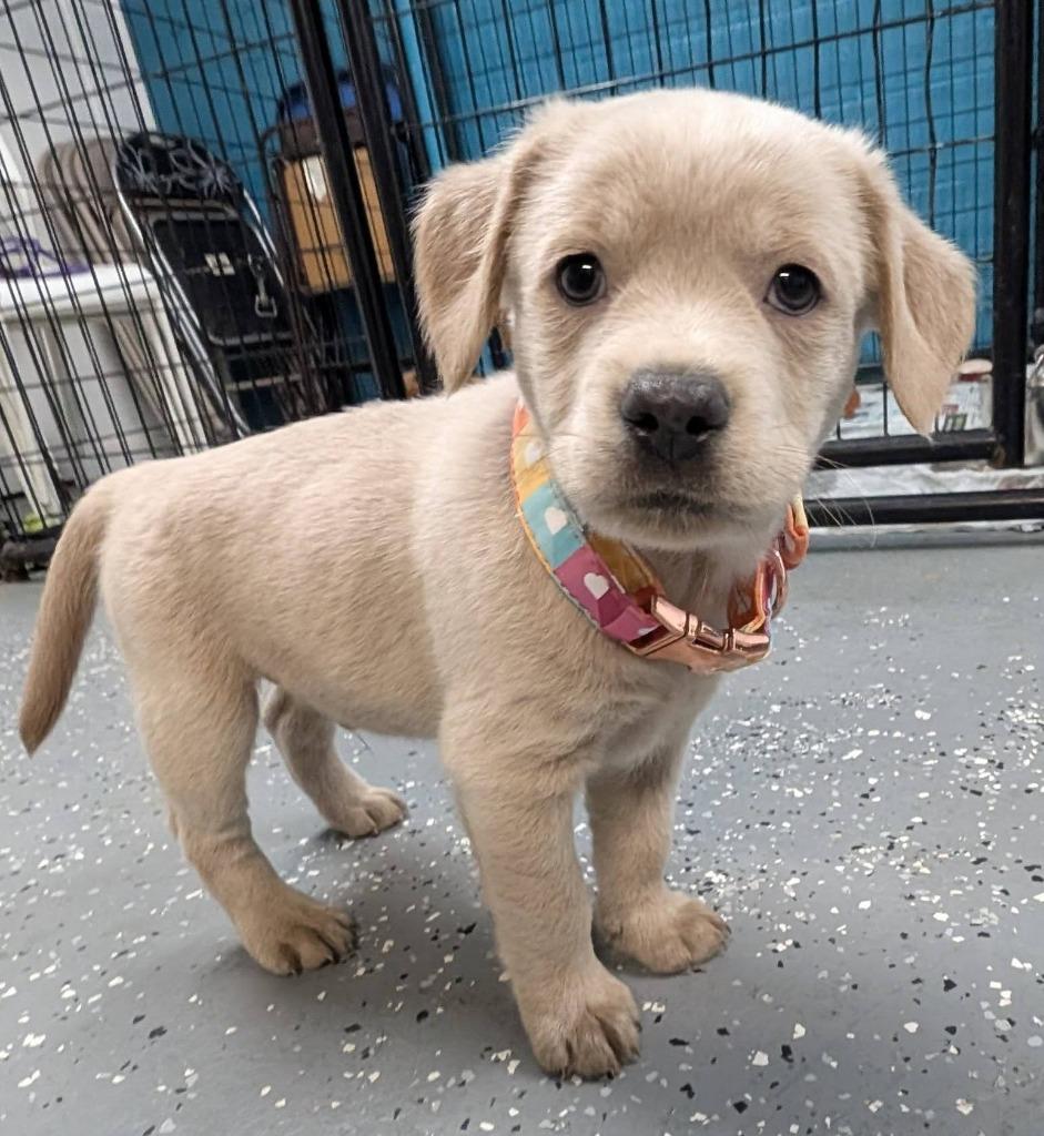 Sprout, a Adopted mixed breed in Warren, MI image 1/6