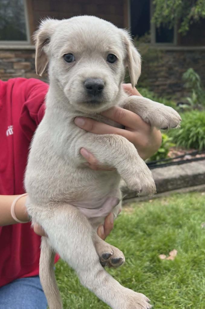 Sprout, a Adopted mixed breed in Warren, MI image 2/6