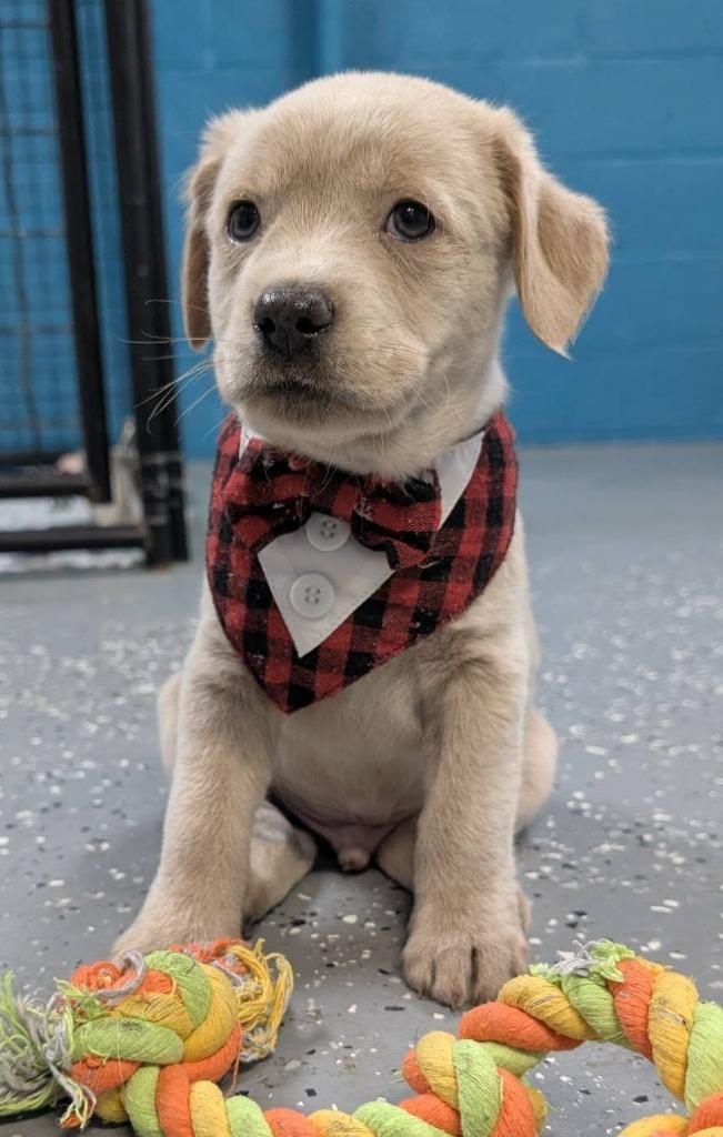 Sprout, a Adopted mixed breed in Warren, MI image 4/6