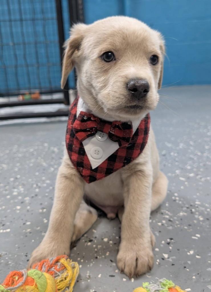 Sprout, a Adopted mixed breed in Warren, MI image 5/6