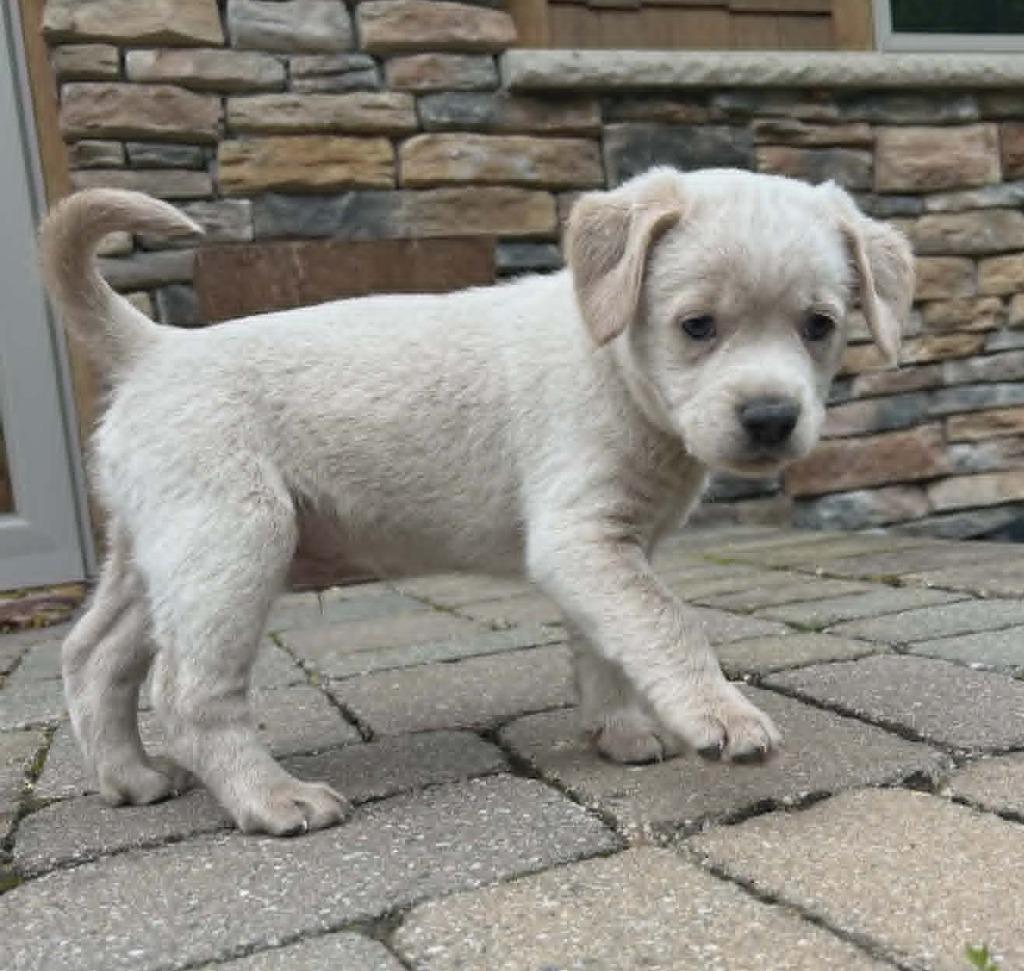 Sprout, a Adopted mixed breed in Warren, MI image 6/6