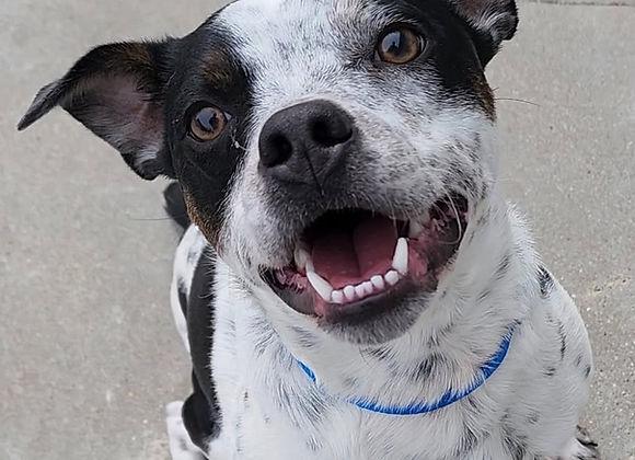 Enlarge Chance, a Adoptable Boston Terrier in Knoxville, IA image 1/1