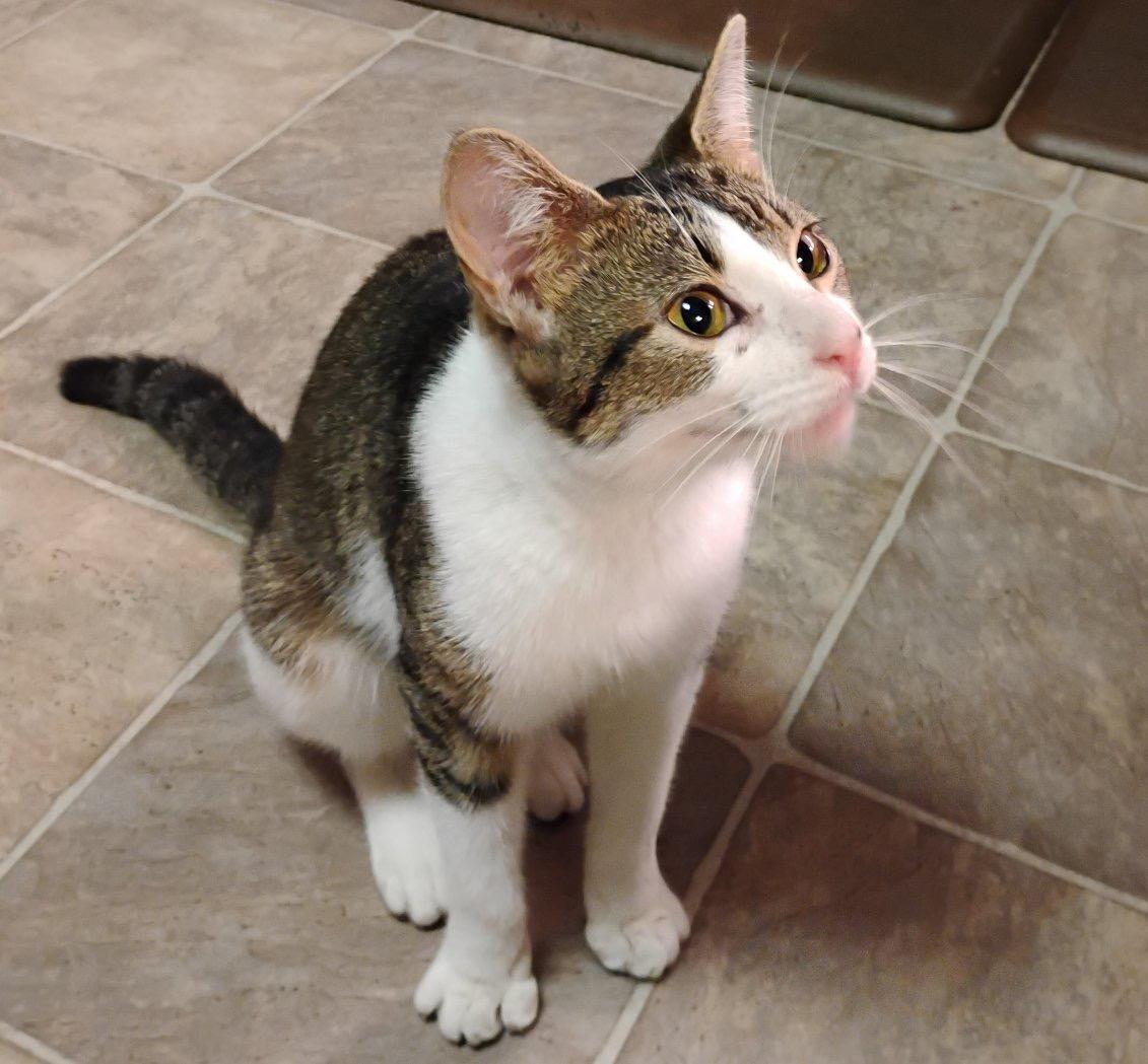 Sweetie Pie, Adopted, Young Female Domestic Short Hair.