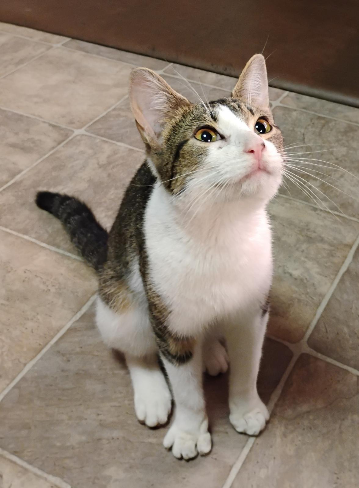 Sweetie Pie, Adopted, Young Female Domestic Short Hair.