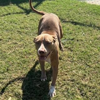 Enlarge CASHEW, a Adoptable mixed breed in Texas City, TX image 1/1