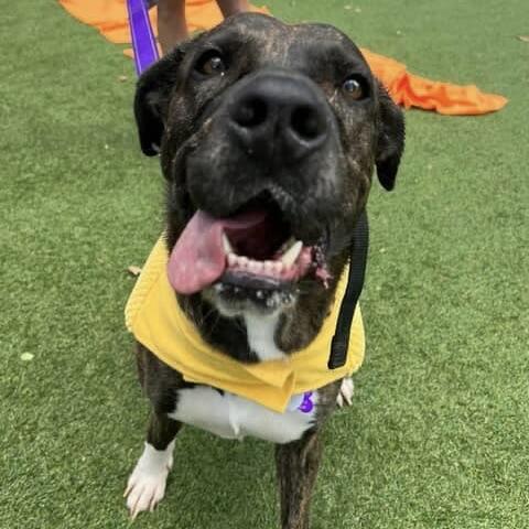 Mister Brodi (20250821-09)