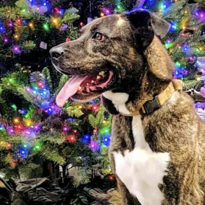 Mister Brodi (20250821-09) — thumbnail 2