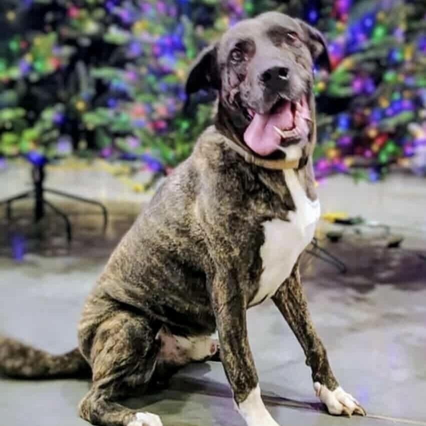 Mister Brodi (20250821-09) — thumbnail 4