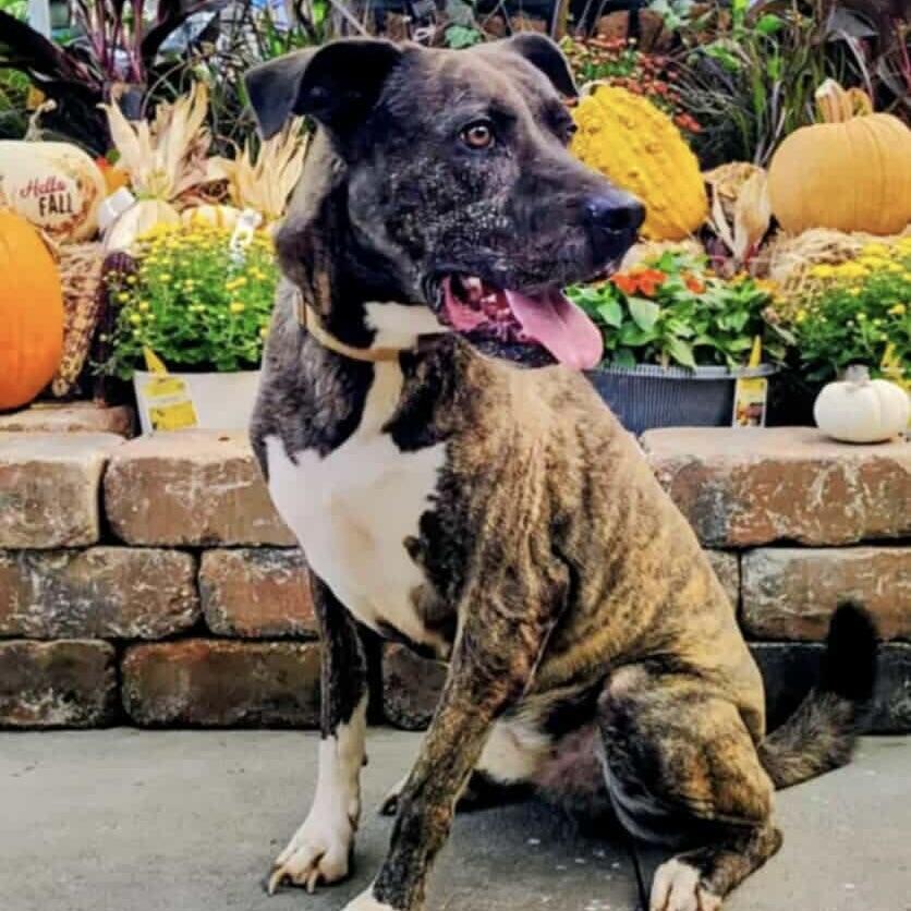 Mister Brodi (20250821-09) — thumbnail 5