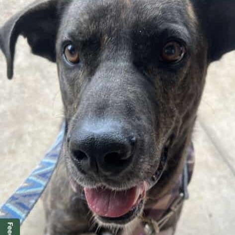 Mister Brodi (20250821-09) — thumbnail 6