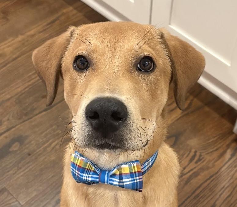 Cubby, ADOPTABLE, Puppy Male Labrador Retriever.