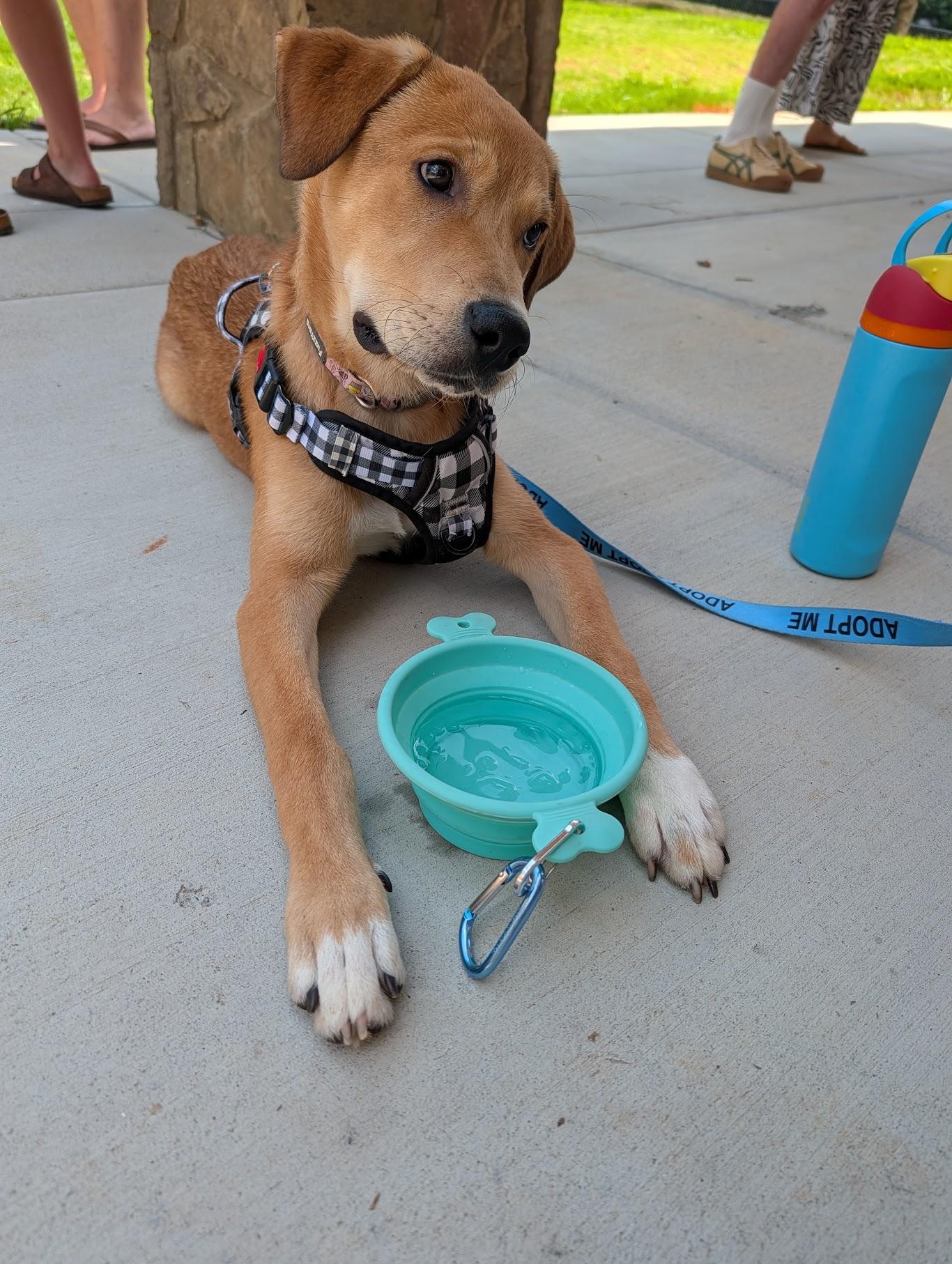 Cubby, a ADOPTABLE mixed breed in Cumming, GA image 2/5