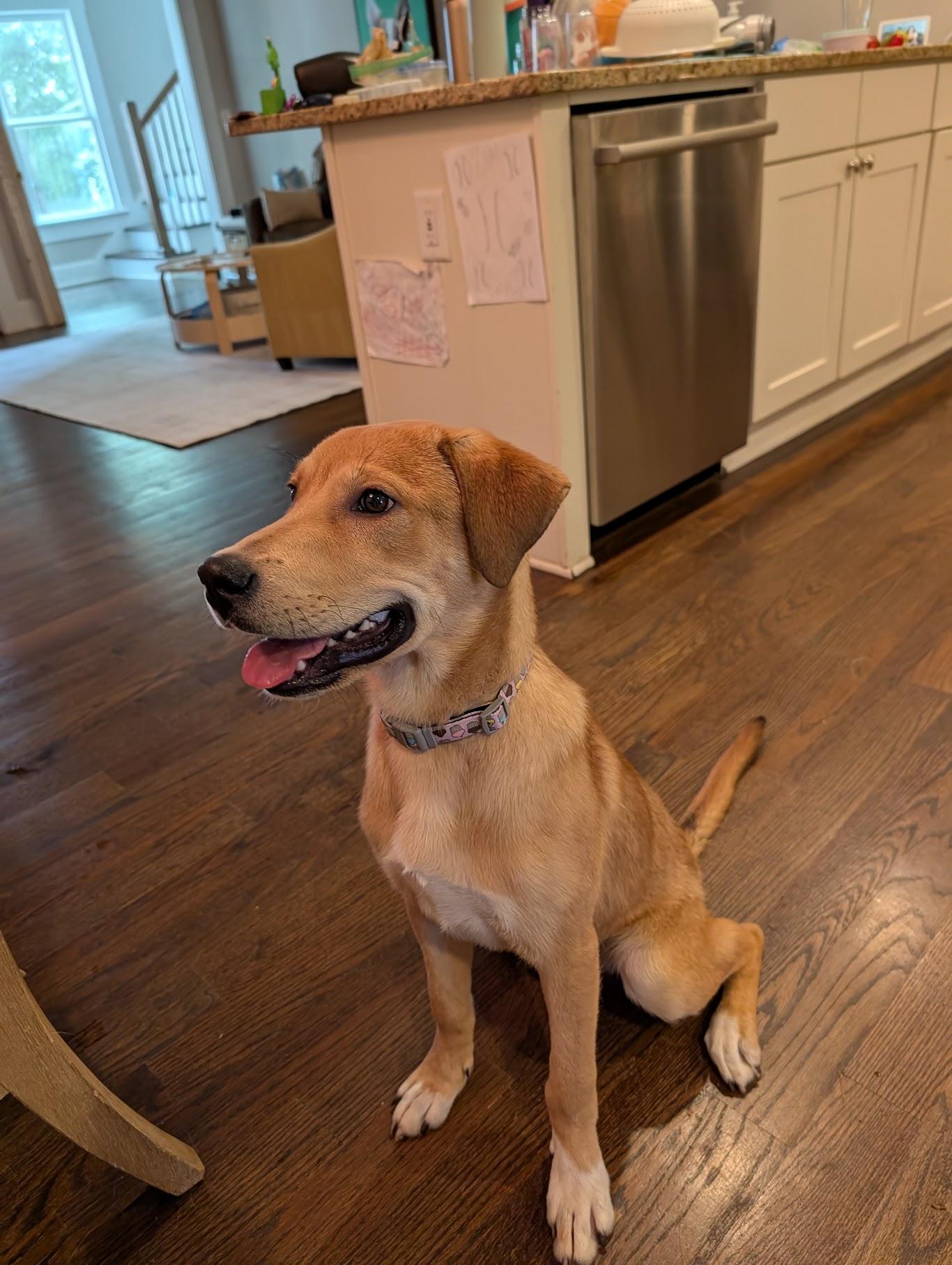 Cubby, a ADOPTABLE mixed breed in Cumming, GA image 4/5