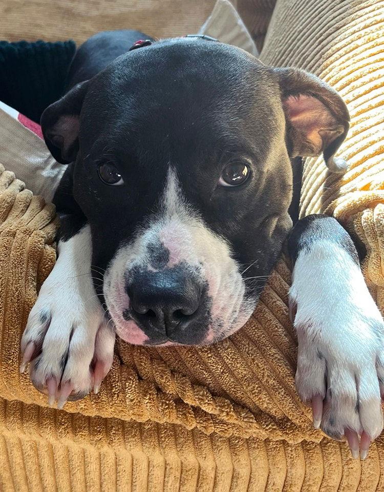 Enlarge Tinkerbell, a Adoptable mixed breed in Woodbridge, CT image 1/3