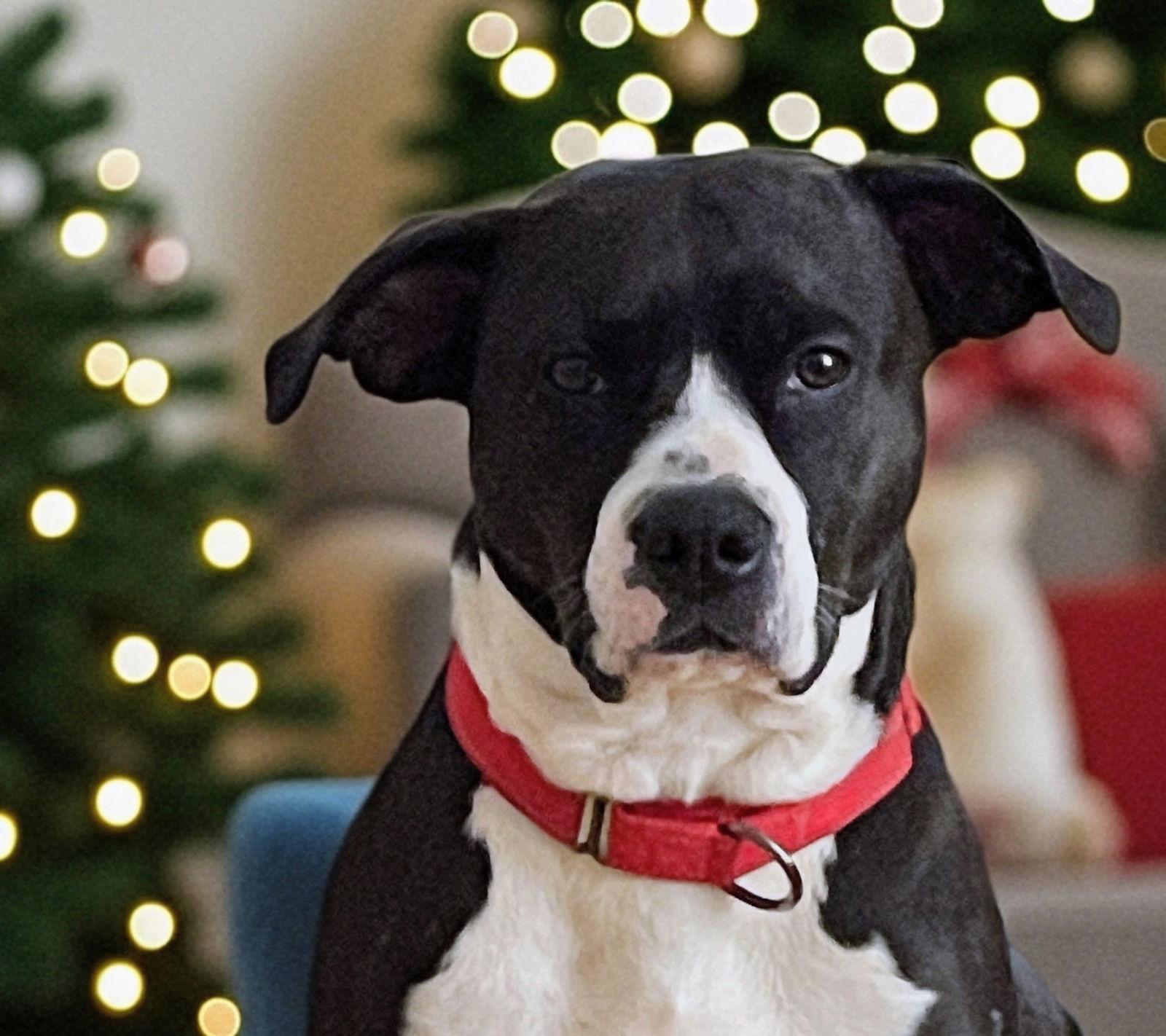 Enlarge Tinkerbell, a Adoptable mixed breed in Woodbridge, CT image 2/3