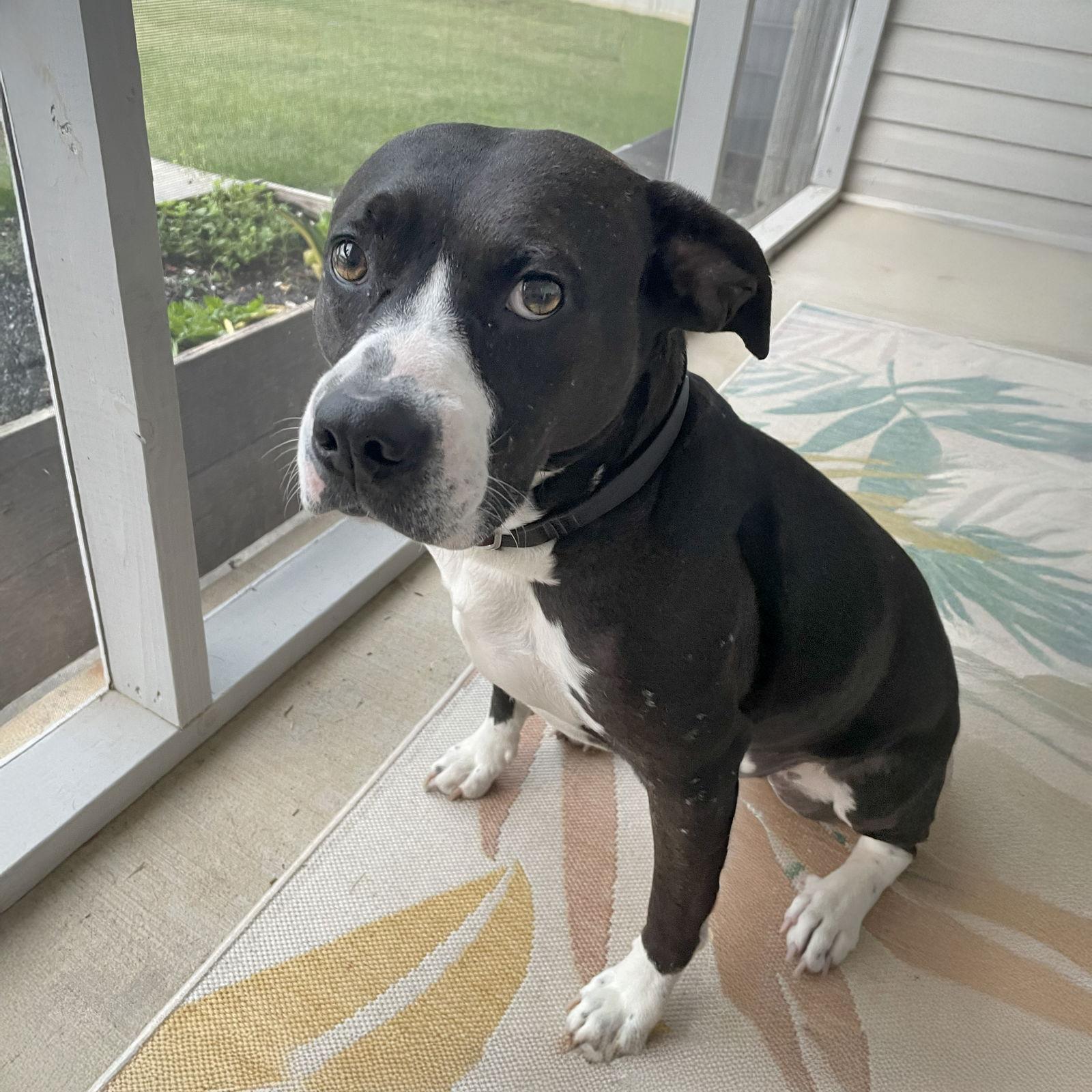 Enlarge Tinkerbell, a Adoptable mixed breed in Woodbridge, CT image 3/3