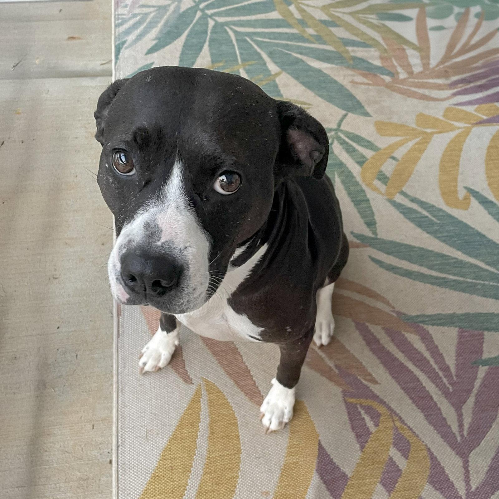 Enlarge Tinkerbell, a Adoptable mixed breed in Denver, NC image 2/3