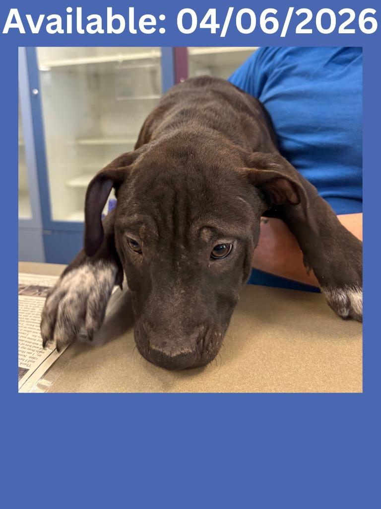 Dog Kennel #21, Adoptable, Puppy Male Pit Bull Terrier & Mixed Breed.