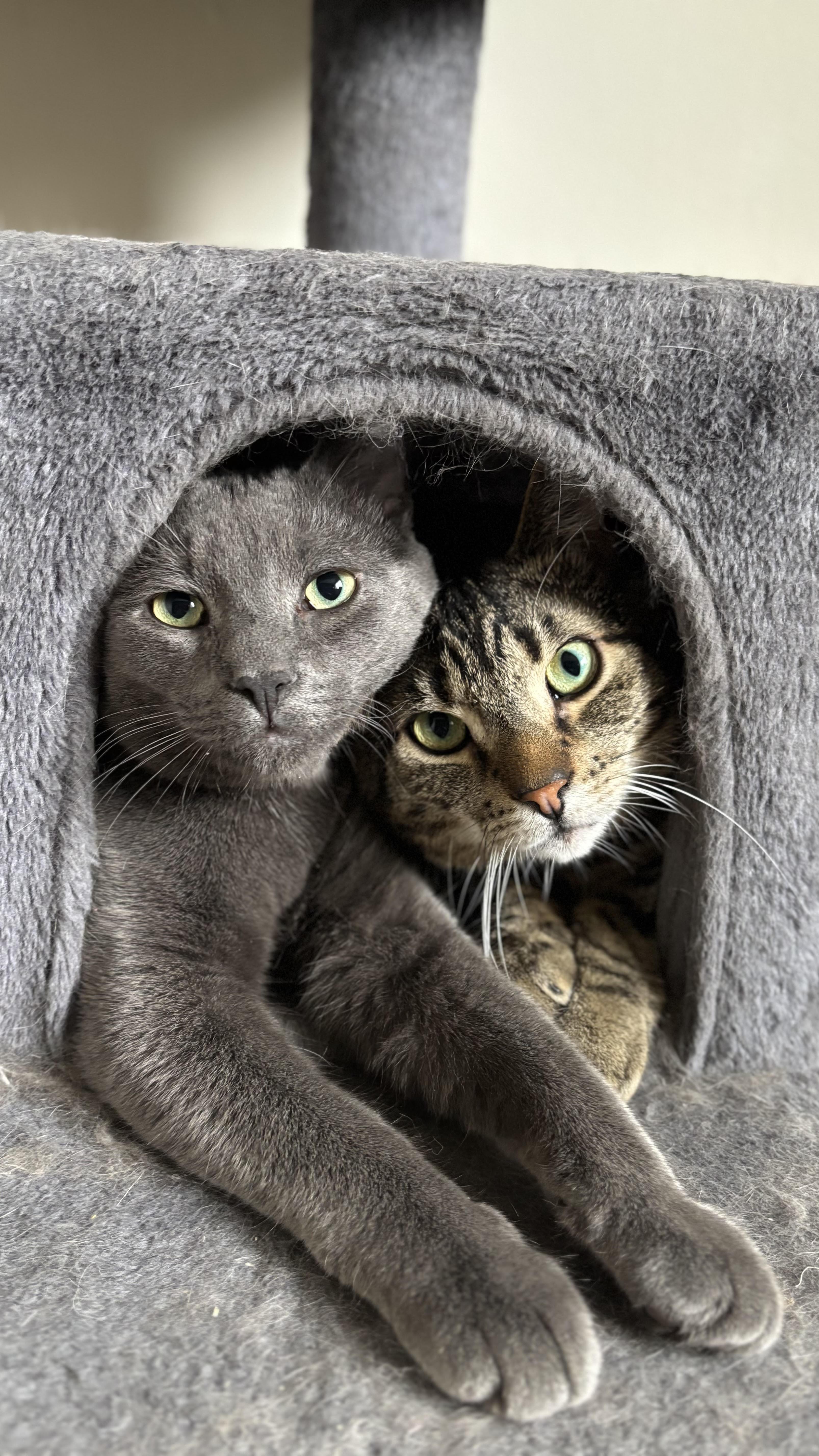 Juno, a Adoptable Russian Blue in Richmond Hill, ON image 4/4