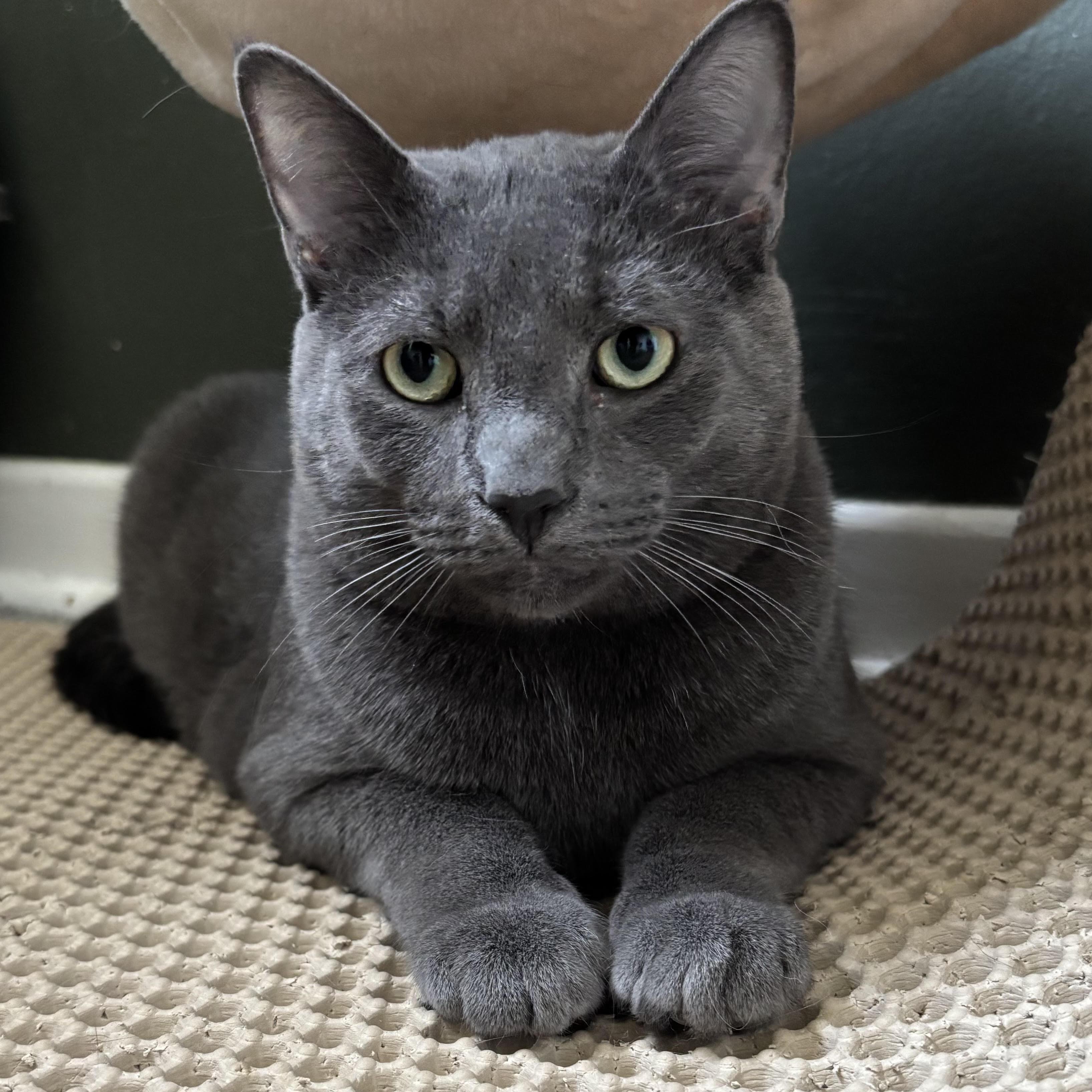 Juno, Adoptable, Young Male Russian Blue.