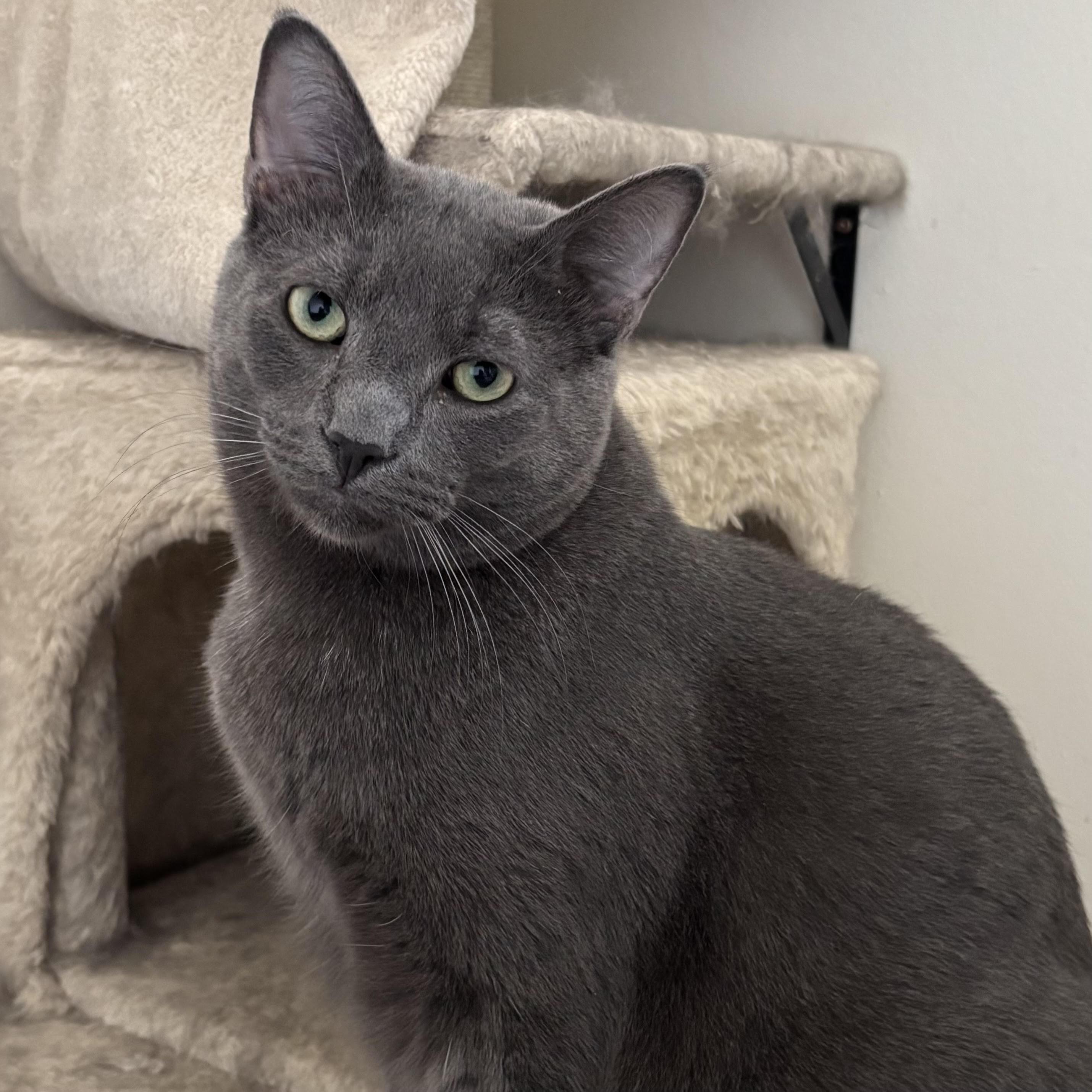 Juno, a Adoptable Russian Blue in Richmond Hill, ON image 2/4