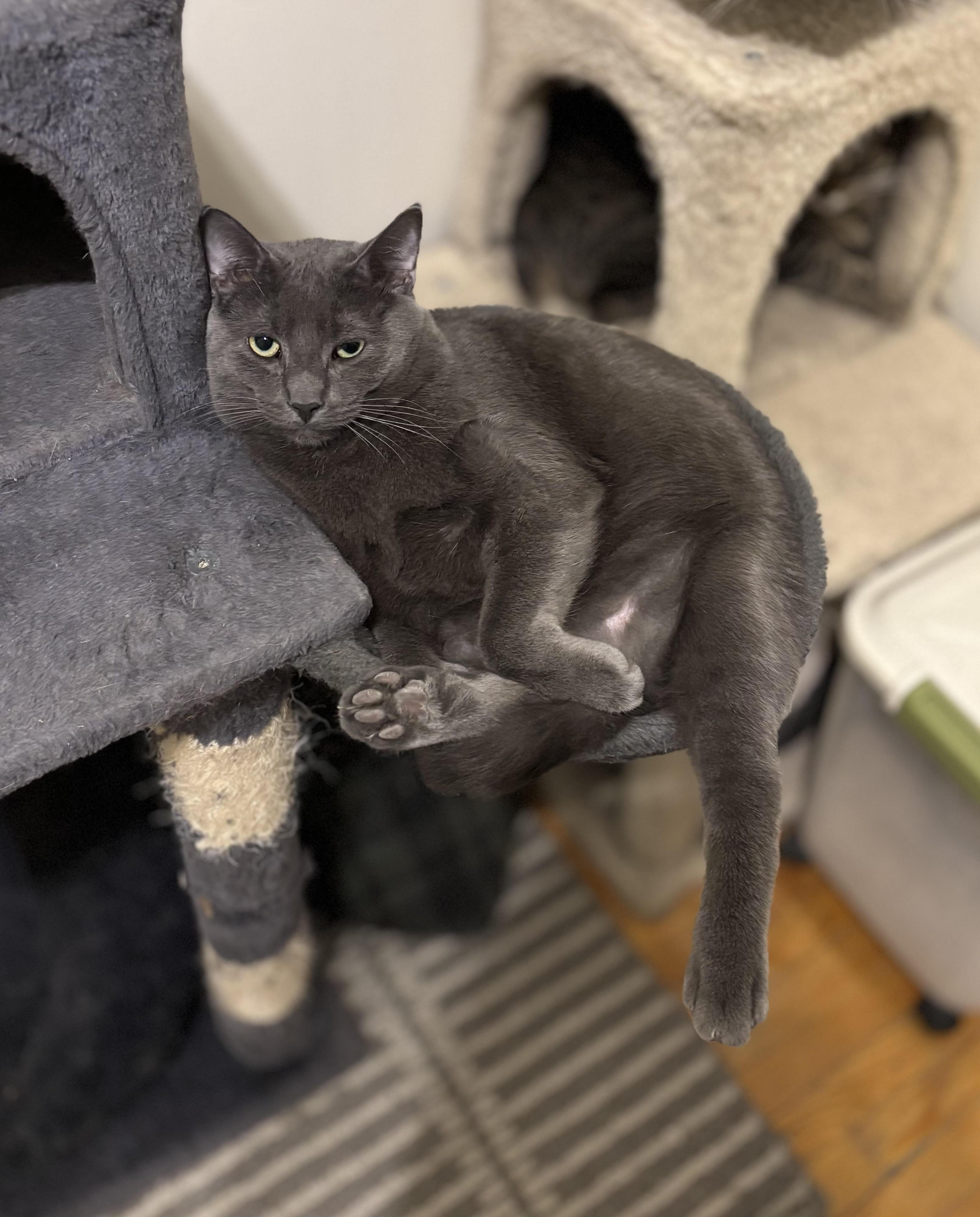 Juno, a Adoptable Russian Blue in Richmond Hill, ON image 3/4