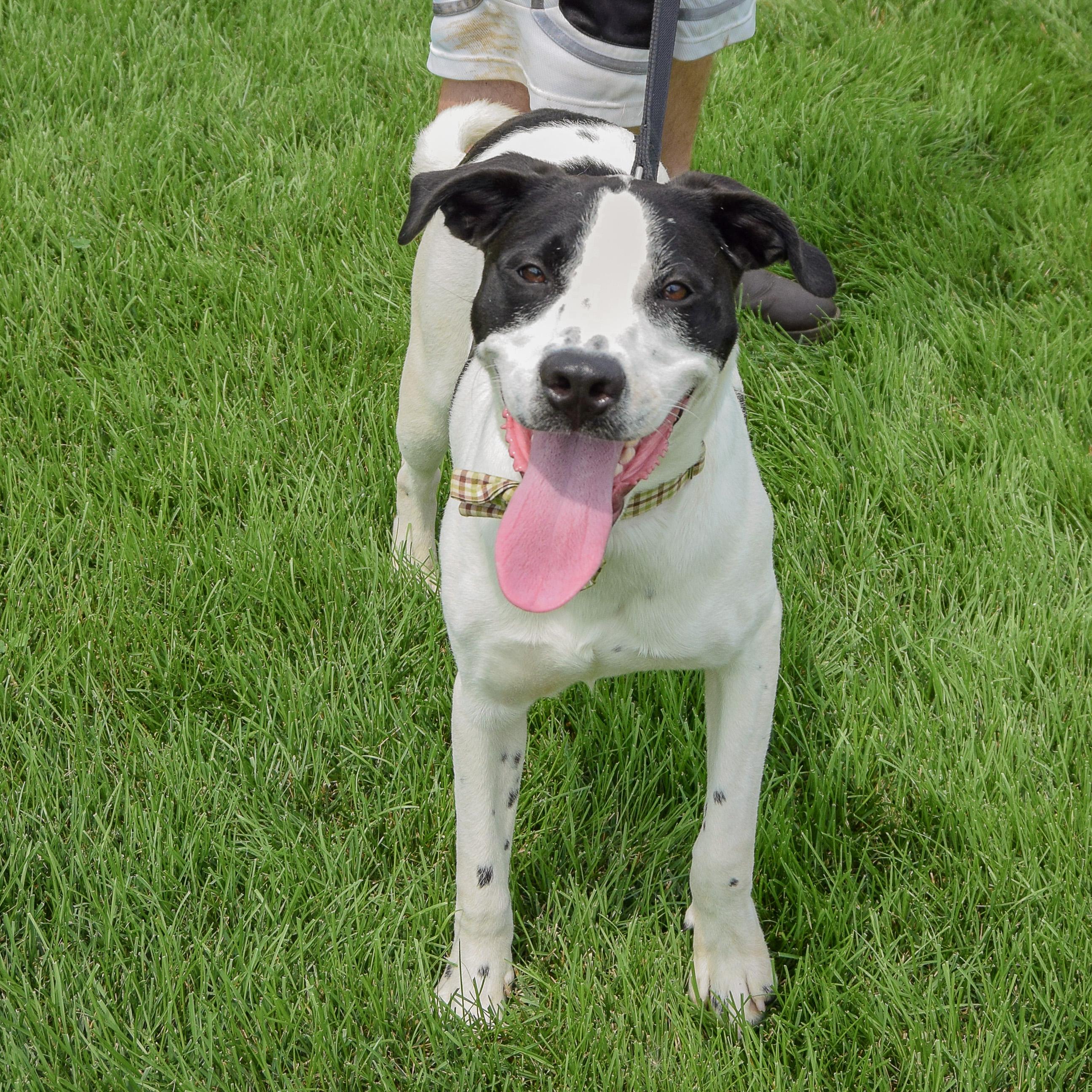Enlarge Newton, a Adoptable mixed breed in Huntley, IL image 3/3