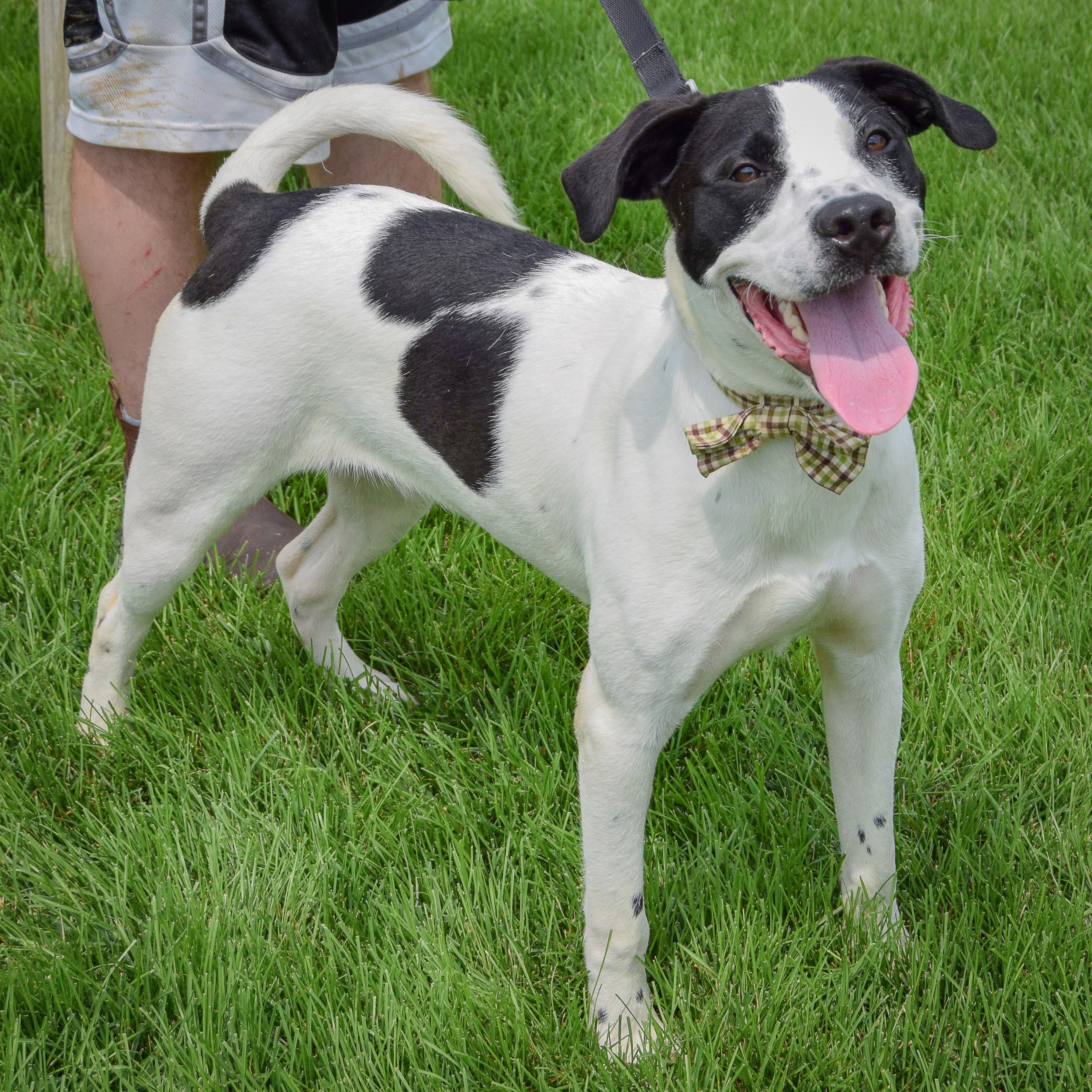 Enlarge Newton, a Adoptable mixed breed in Huntley, IL image 2/3