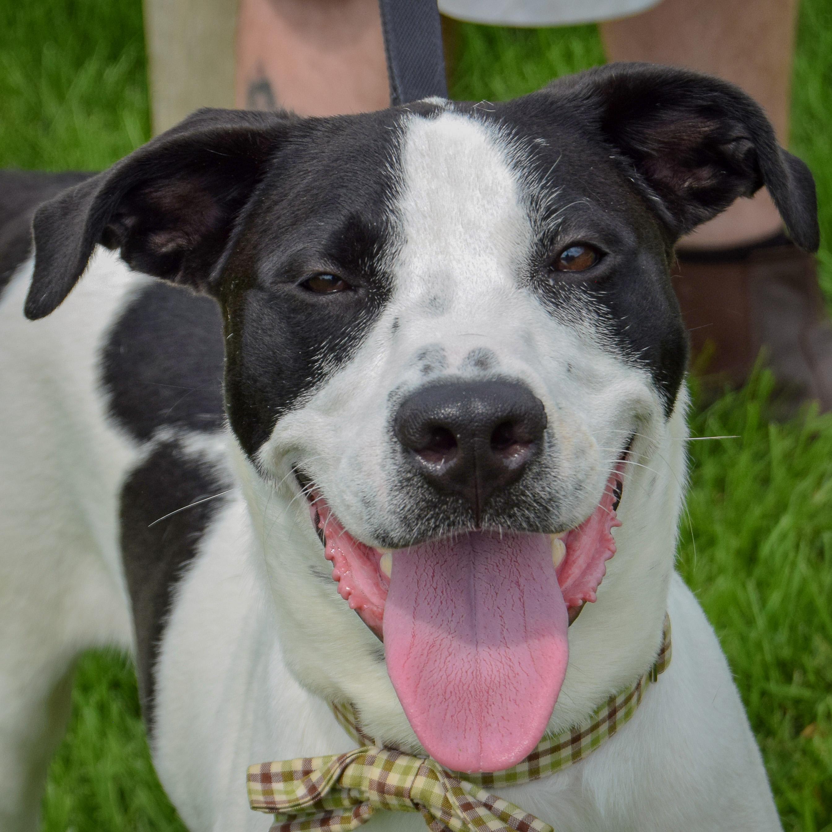 Newton, Adoptable, Young Male Black Labrador Retriever & Coonhound.