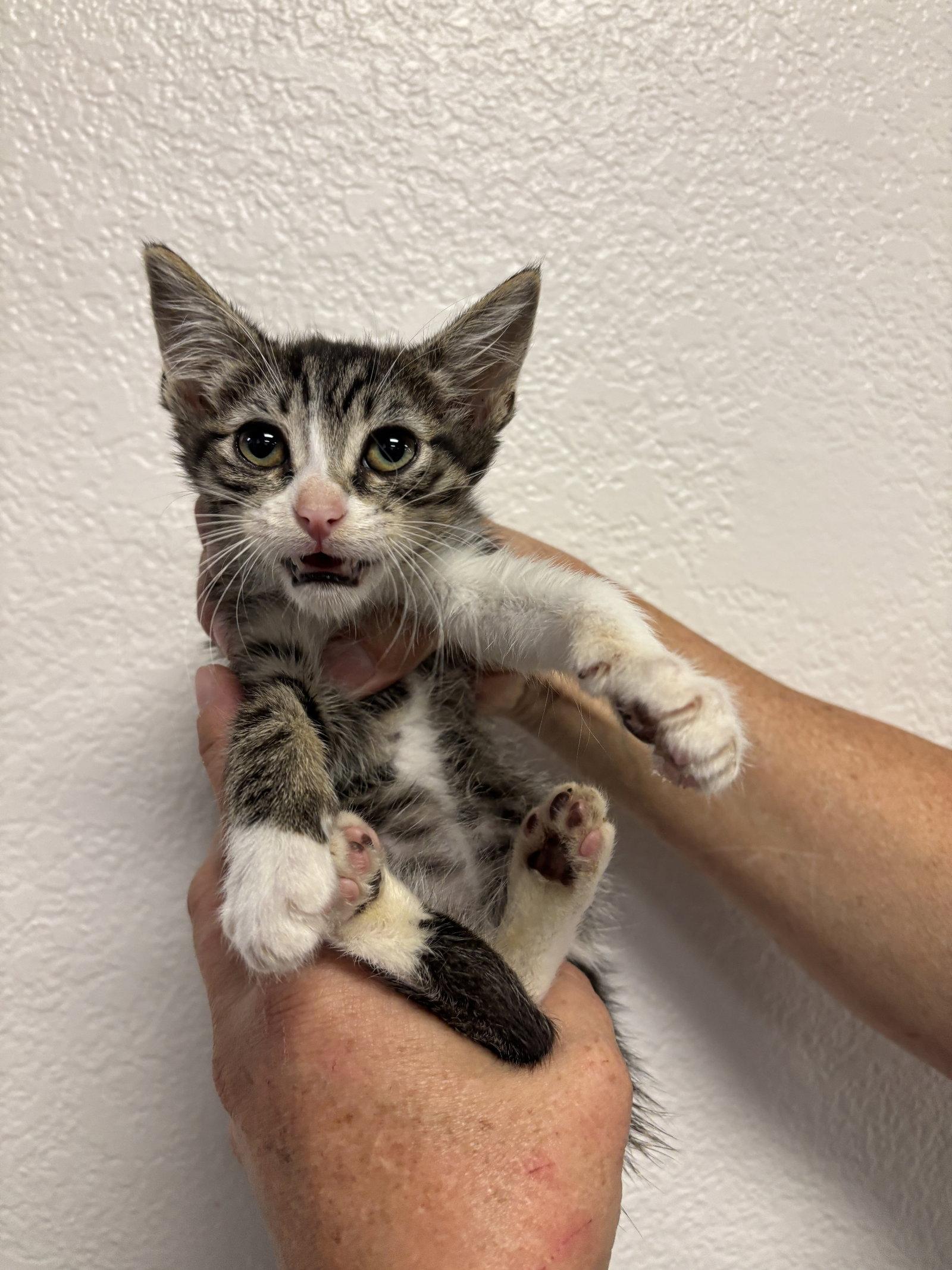 Enlarge Kodiak ( BC), a Adoptable Tabby in Vacaville, CA image 1/1
